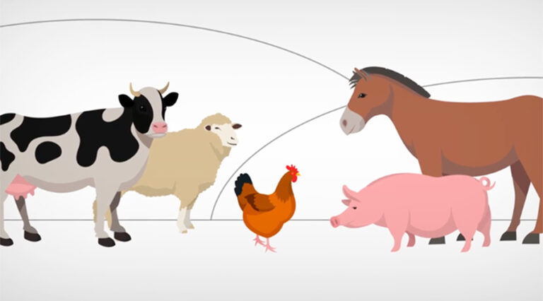 afca cial motion design