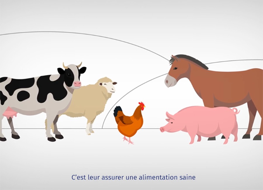 afca cial motion design